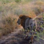 Chobe Full Day Safari Trip - Real-World Insights from Reviews