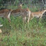 Chobe Full Day Safari Trip - The Value: What Youre Getting for $180