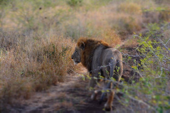 Chobe Full Day Safari Trip - Real-World Insights from Reviews