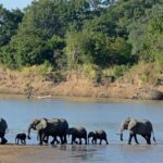 Chobe Full Day Trip - Wildlife on Display: What You’ll Likely See