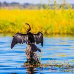 Chobe Full Day Trip - Why This Tour Offers Great Value