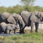 Chobe Full Day Trip - Is This Tour Right for You?