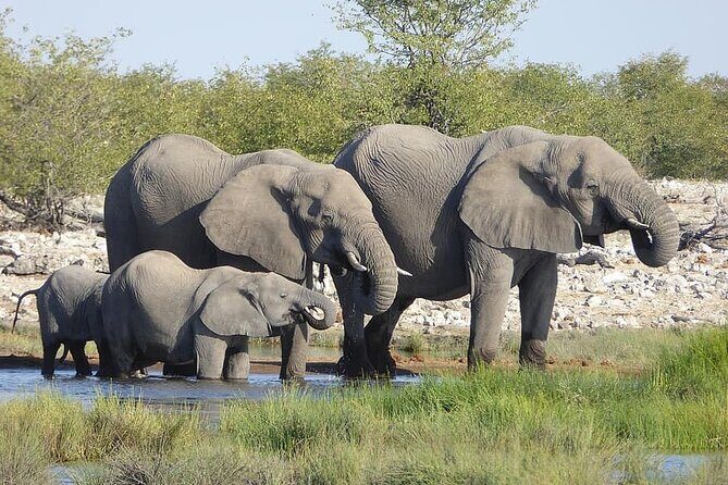 Chobe Full Day Trip - Is This Tour Right for You?