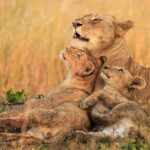 Chobe Full Day Trip - The Value of a Small Group
