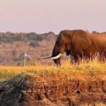 Chobe Full Day Trip - Why This Tour Offers Great Value