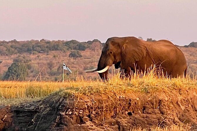 Chobe Full Day Trip - Why This Tour Offers Great Value