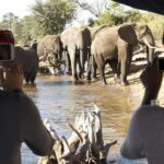 Chobe Full Day Trip - A Detailed Look at the Chobe Full Day Trip