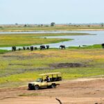 Chobe National Park Day Trip from Victoria Falls with Lunch - Insights from Travelers