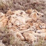 Chobe National Park from Victoria Falls - Pricing and Value Analysis
