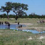 Chobe National Park Full Day Safari (Botswana) - Authentic Experiences from Reviewers