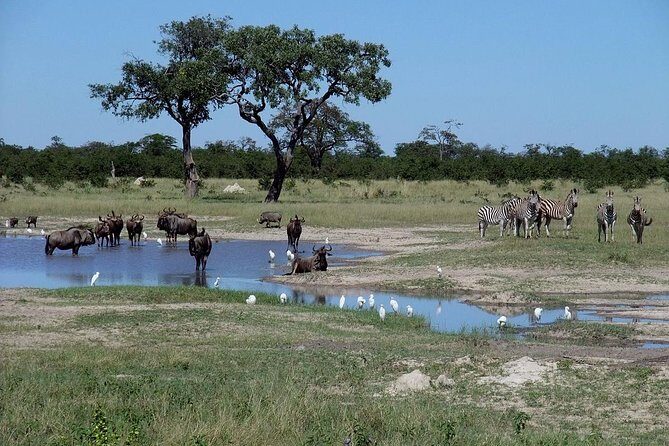 Chobe National Park Full Day Safari (Botswana) - Authentic Experiences from Reviewers