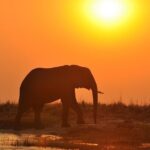 Chobe National Park Game Drive, Botswana - Practical Tips for Booking & Participating