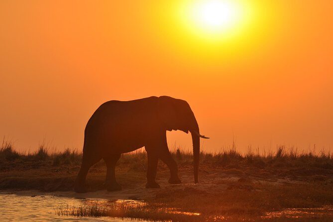 Chobe National Park Game Drive, Botswana - Practical Tips for Booking & Participating