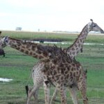 Chobe Safari Experience Day Trip - MINIMUM 2 PEOPLE - Detailed Breakdown of the Itinerary