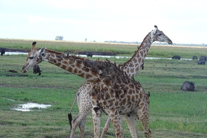 Chobe Safari Experience Day Trip - MINIMUM 2 PEOPLE - Detailed Breakdown of the Itinerary