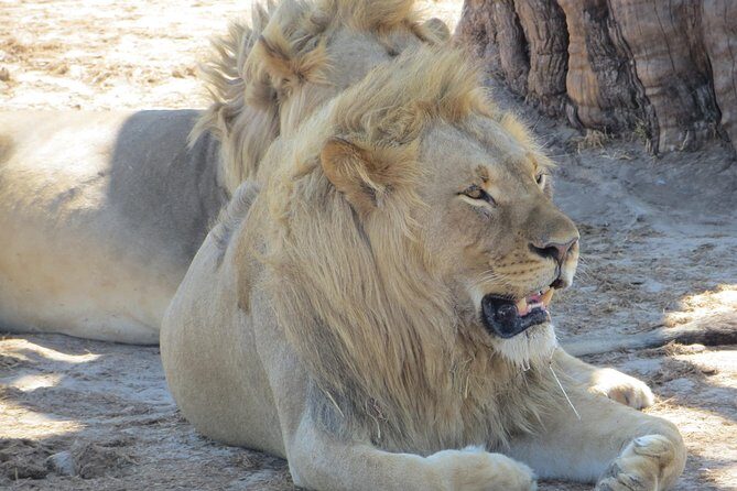 Chobe Safari Overnight Camping Trip - Practical Details and Tips