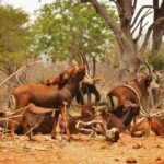 Chobe Sunrise upto Sunset Day trip from Victoria Falls 5AM - 7PM - Practical Details and What They Mean for You