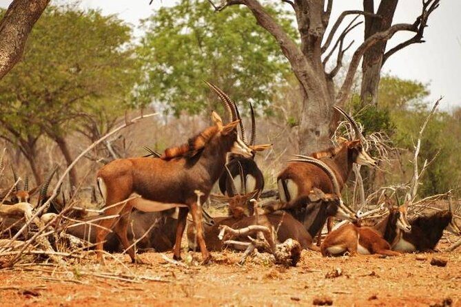 Chobe Sunrise upto Sunset Day trip from Victoria Falls 5AM - 7PM - Practical Details and What They Mean for You