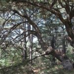 Chouf Charm: Private Journey Through Lebanon's Historic Heartland - Practical Details and What You Should Know