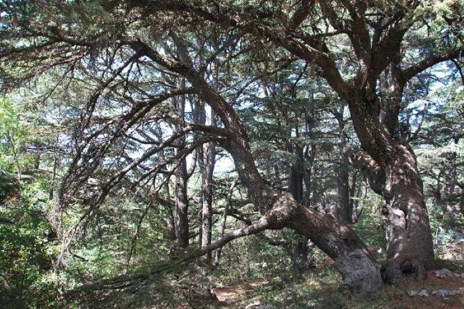 Chouf Charm: Private Journey Through Lebanon's Historic Heartland - Practical Details and What You Should Know