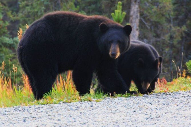 City and Mountain Summit Shore Excursion in Skagway - Who Will Love This Tour?