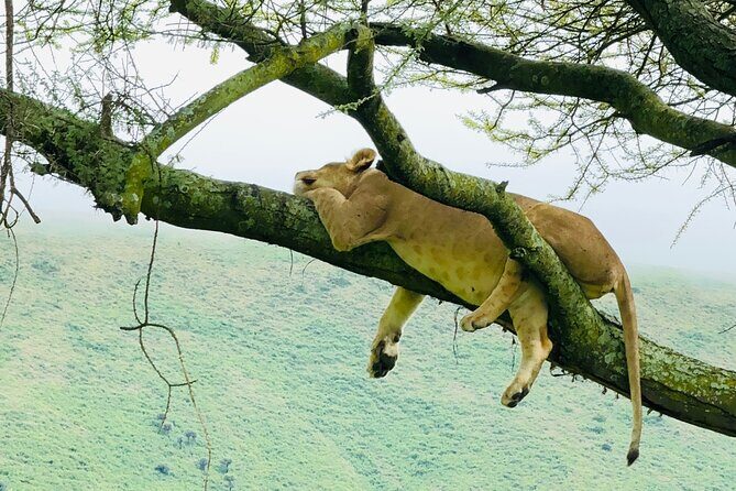 Classic 4-Day Tanzania Safari: Tarangire, Serengeti & Ngorongoro - Final Thoughts: Who Will Love This Safari?