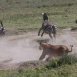 Classic Best Adventure In Kenya And Tanzania 2025 - Authentic Encounters and Optional Extras