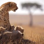 Classic Best of Kenya - Final Thoughts