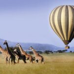 Classic Luxury 4 X 4 Masai Mara Safari - Who Will Love This Safari?