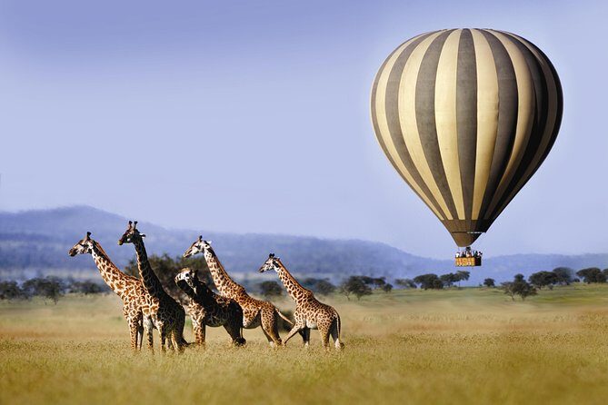 Classic Luxury 4 X 4 Masai Mara Safari - Who Will Love This Safari?