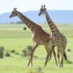 Classic Thrilling Kenya, Tanzania and Zanzibar 2024 - Detailed Breakdown of the Tour