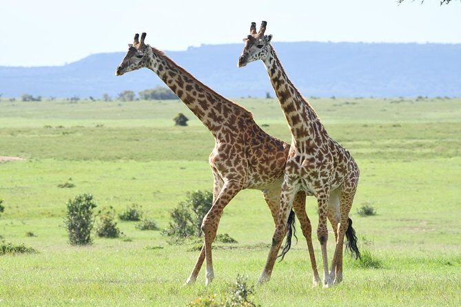 Classic Thrilling Kenya, Tanzania and Zanzibar 2024 - Detailed Breakdown of the Tour