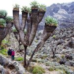 Climb Mount Kilimanjaro: 7 Days Machame Route - Climb Mount Kilimanjaro: 7 Days Machame Route – A Complete Guide