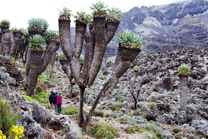 Climb Mount Kilimanjaro: 7 Days Machame Route - Climb Mount Kilimanjaro: 7 Days Machame Route – A Complete Guide