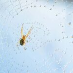 Cluj: Private Nature and Wildlife Photography Class - The Experience Overview