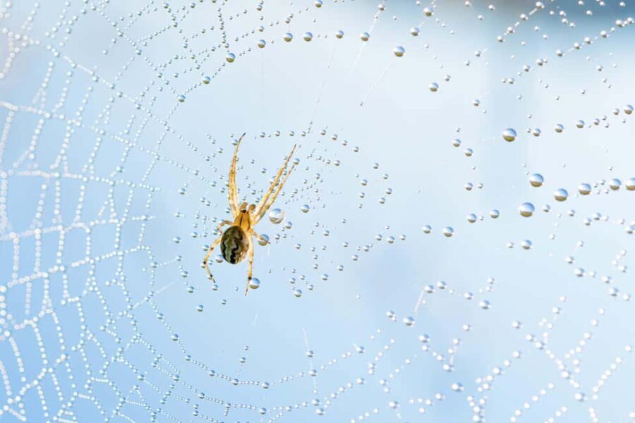 Cluj: Private Nature and Wildlife Photography Class - The Experience Overview