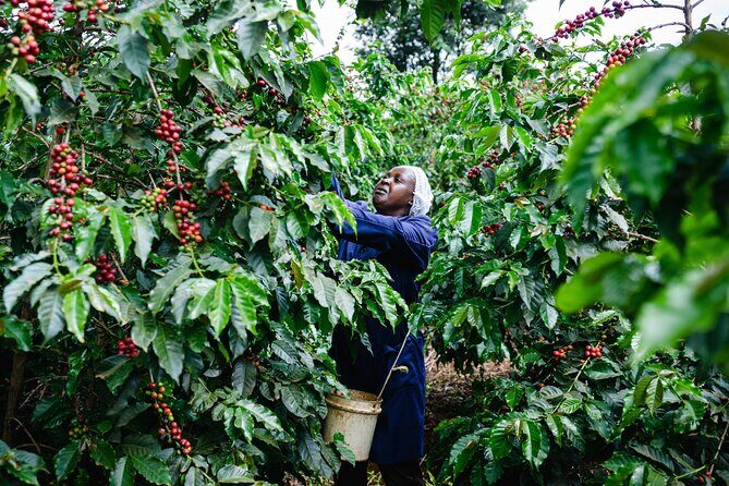 Coffee Farm Village & Factory Half Day Tour with Pick-Up - An Immersive Coffee Experience Outside Nairobi