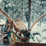 Combo TourHusky and Reindeer Sledding Ride in Levi - What’s Included and What’s Not