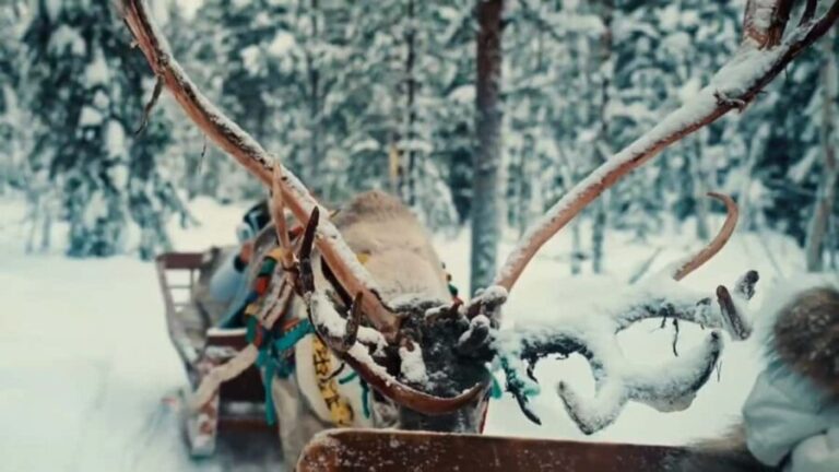 Combo TourHusky and Reindeer Sledding Ride in Levi - What’s Included and What’s Not