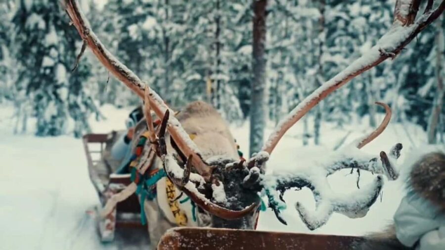 Combo TourHusky and Reindeer Sledding Ride in Levi - What’s Included and What’s Not