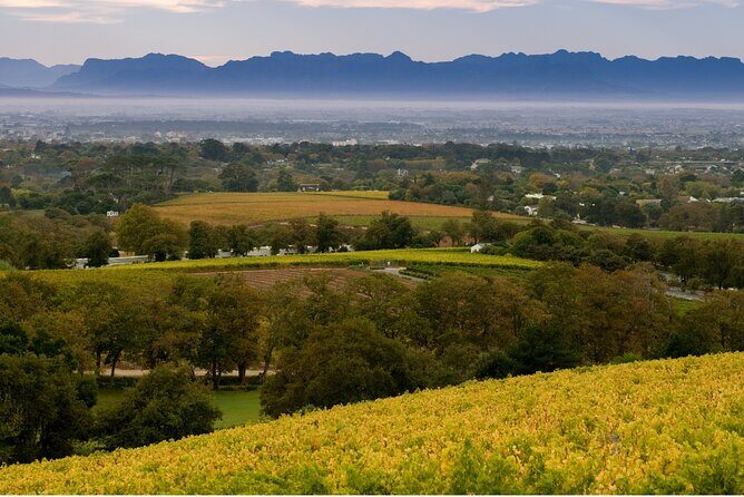 Constantia Hidden Gem Cycle Half Day - Private Tour - The Sum Up