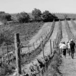 Cortona: Organic wines tasting at Colle Acacia's vineyards - Who will love this experience?