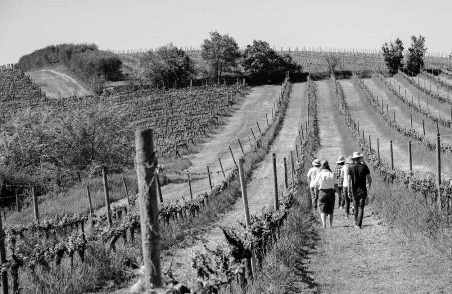 Cortona: Organic wines tasting at Colle Acacia's vineyards - Who will love this experience?