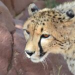 Cradle of Humankind Full Day Tour from Pretoria and Johannesburg - Insights from Tour Reviews