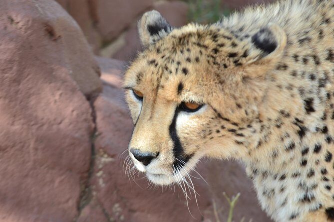 Cradle of Humankind Full Day Tour from Pretoria and Johannesburg - Insights from Tour Reviews