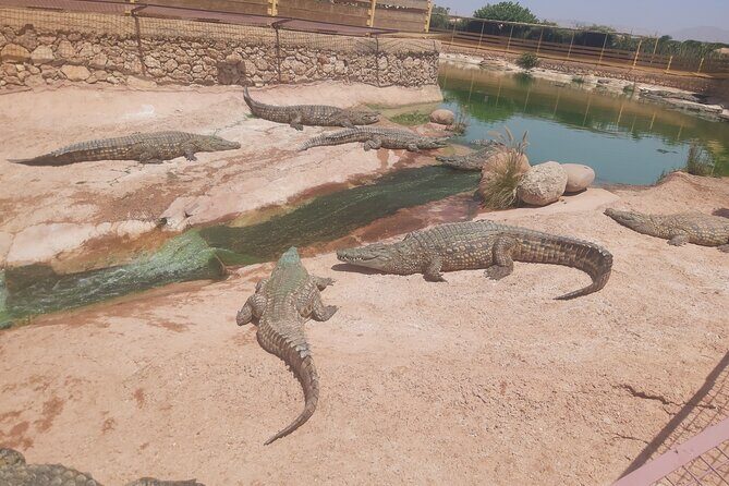 Crocodil Park transport and entrance ticket Crocoparc Included - The Sum Up