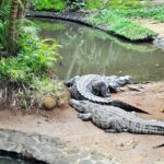 Crocodile Nature Park - The Itinerary in Detail: What You Can Expect