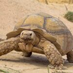 Crocodile Park+ Coco Polizzi including Transportation and entrance - Why This Tour Delivers Great Value