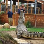 Crocodiles Park Ticket With Transfers - The Experience: What You Can Expect
