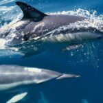 Cruise and Snorkeling with Dolphins Including Lunch from Hurghada - The Value of This Tour